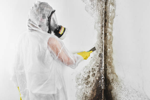 Best Certified Mold Removal  in Hallstead, PA