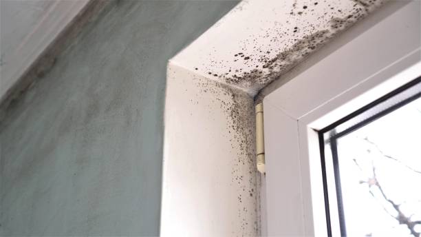 Best Home Mold Removal  in Hallstead, PA