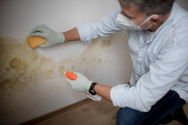 Trusted Hallstead, PA Mold Removal Experts