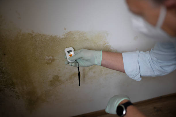 Best Mold Testing  in Hallstead, PA