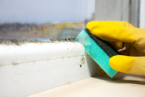 Best Mold Removal Company Near Me  in Hallstead, PA