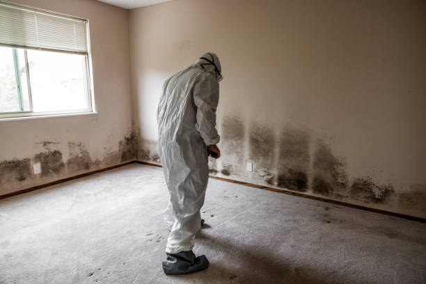 Best Toxic Mold Removal  in Hallstead, PA