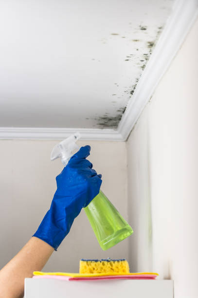 Best Mold Remediation  in Hallstead, PA